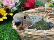 コザクラインコ ヒナ(ノーマル)