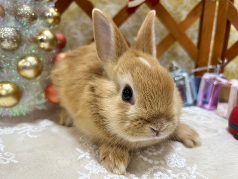 頭のてっぺんが白色です🤍とってもおしゃれ😊　是非、八王子店でお待ちしております♪♪