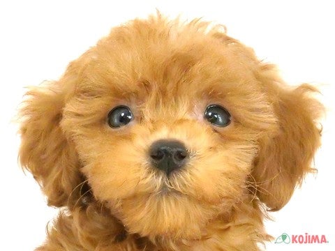 千葉県のトイプードル(トイ) (コジマ松戸店/2024年8月25日生まれ/女の子/レッド)の子犬