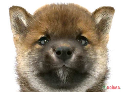 千葉県の柴犬(標準サイズ) (コジマ松戸店/2024年9月4日生まれ/男の子/赤)の子犬