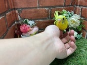 セキセイインコ ヒナ