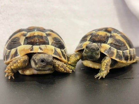 大きくなってきました！食欲ばっちり💕