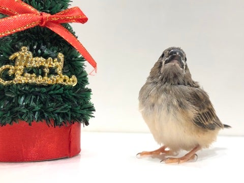 おもちゃみたいな鳴き声が可愛すぎるっ🎶