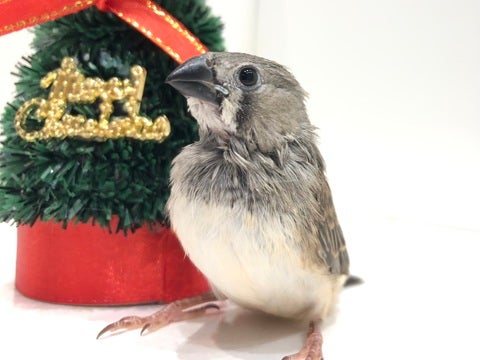 おもちゃみたいな鳴き声が可愛すぎるっ🎶