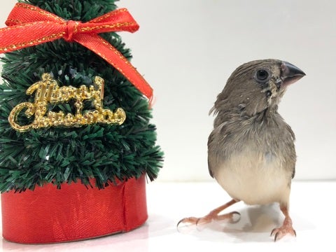 おもちゃみたいな鳴き声が可愛すぎるっ🎶