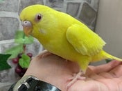 セキセイインコ ヒナ