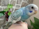 セキセイインコ ヒナ