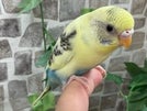 セキセイインコ ヒナ