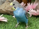 セキセイインコ ヒナ