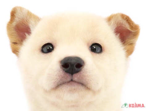 千葉県の柴犬(標準サイズ) (コジマ四街道店/2024年9月7日生まれ/男の子/白)の子犬