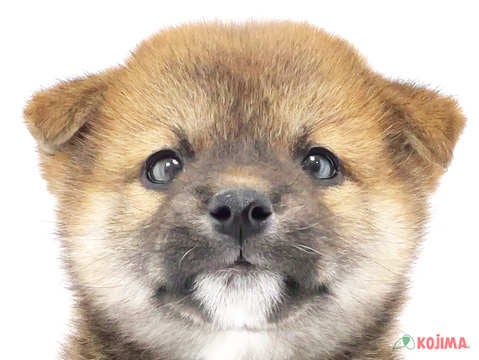 東京都の柴犬(標準サイズ) (コジマ国分寺店/2024年9月8日生まれ/男の子/赤)の子犬