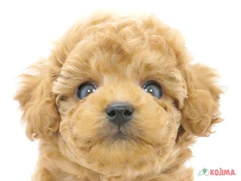 埼玉県のトイプードル(トイ) (コジマ和光店/2024年9月5日生まれ/男の子/レッド)の子犬