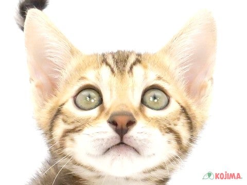 東京都のベンガル (コジマ花小金井店/2024年9月8日生まれ/男の子/ブラウンスポットタビー)の子猫