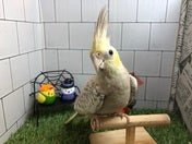 オカメインコ(色変わり)