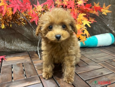 【2024/11/7撮影】お友達と遊ぶことが大好き💓