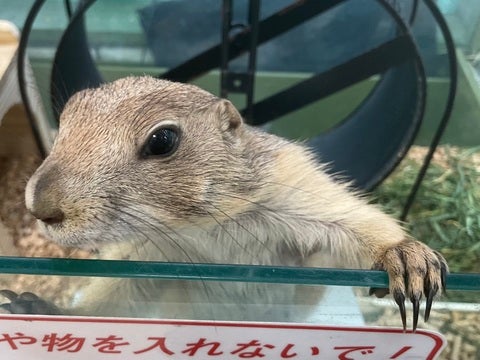 8/12撮影♪  呼ぶとこちらを見にきます♪