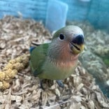 コザクラインコ ヒナ(色変わり)