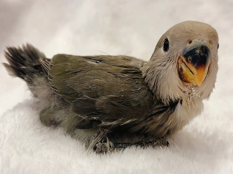 コザクラインコちゃんのひなちゃんです💕