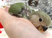 コザクラインコ ヒナ(色変わり)