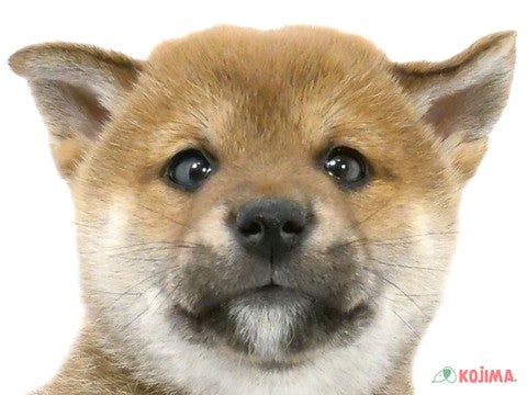 千葉県の柴犬(標準サイズ) (コジマアリオ市原店/2024年9月9日生まれ/女の子/赤)の子犬