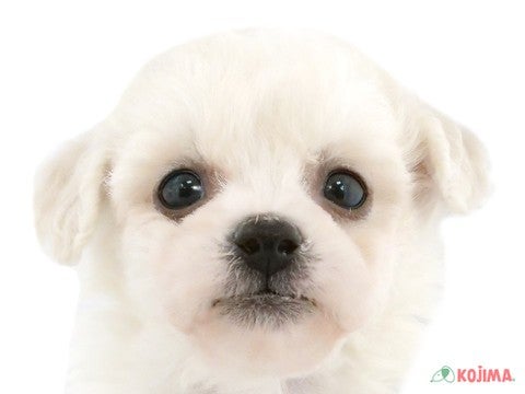 千葉県のビションフリーゼ (コジマアリオ市原店/2024年9月9日生まれ/男の子/ホワイト)の子犬