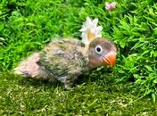 ルリコシボタンインコ ヒナ