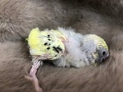 セキセイインコ ヒナ