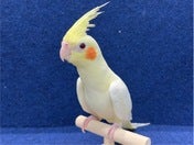 オカメインコ ヒナ(シロ)