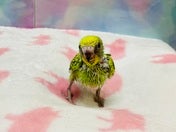 セキセイインコ ヒナ