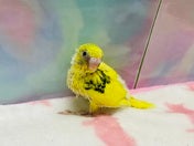 セキセイインコ ヒナ