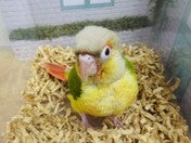 ウロコメキシコインコ ヒナ