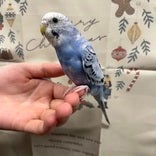 セキセイインコ ヒナ