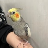 オカメインコ ヒナ(色変わり)