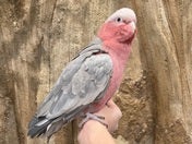 モモイロインコ