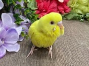 【2024/11/12撮影】ヒヨコカラー🐣