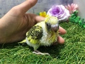 セキセイインコ ヒナ