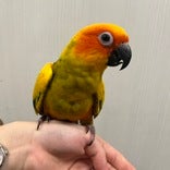 コガネメキシコインコ ヒナ