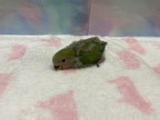 コザクラインコ ヒナ(ノーマル)