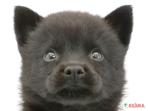 埼玉県の甲斐犬 (コジマモラージュ菖蒲店/2024年9月13日生まれ/男の子/黒虎)の子犬