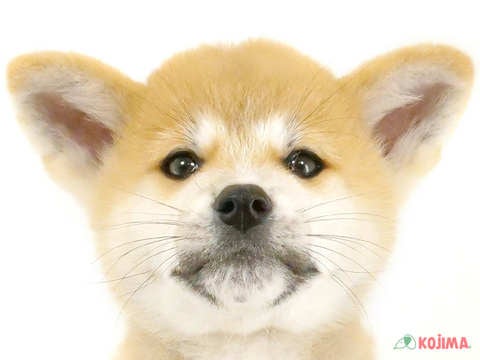 埼玉県の秋田犬 (コジマモラージュ菖蒲店/2024年9月6日生まれ/男の子/赤)の子犬