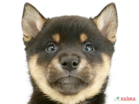 東京都の柴犬(標準サイズ) (コジマ国立店/2024年9月14日生まれ/男の子/黒)の子犬