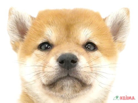 千葉県の柴犬(標準サイズ) (コジマアリオ柏店/2024年9月7日生まれ/女の子/赤)の子犬