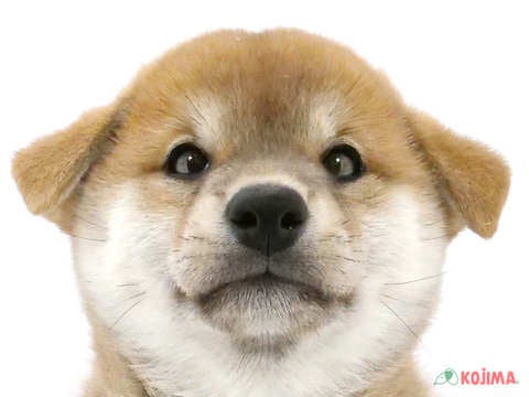 埼玉県の柴犬(標準サイズ) (コジマアリオ深谷店/2024年9月15日生まれ/男の子/赤)の子犬