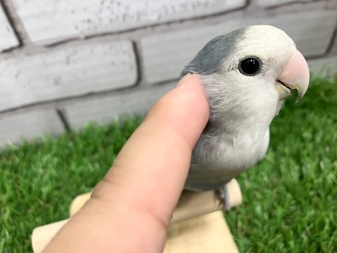 11月14日撮影♪　カキカキできます♡