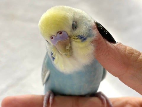 カキカキできる慣れた子です❤️