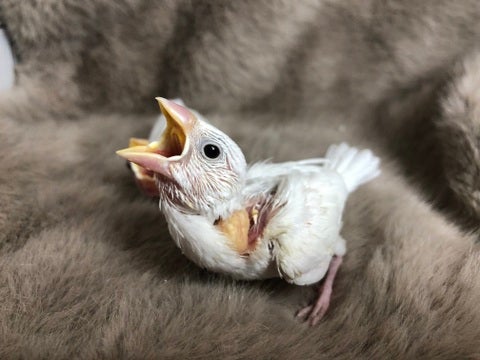 ご飯くださいっ！