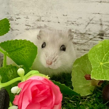 みなさまのご来店をスタッフ一同お待ちしております🤍🐹🫶🤍