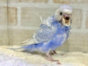 羽衣セキセイインコ ヒナ