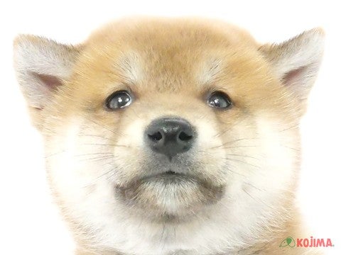 千葉県の柴犬(標準サイズ) (コジマウエルケアセンター/2024年9月16日生まれ/男の子/赤)の子犬