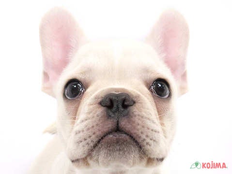 千葉県のフレンチブルドッグ (コジマアリオ市原店/2024年9月15日生まれ/男の子/クリーム)の子犬